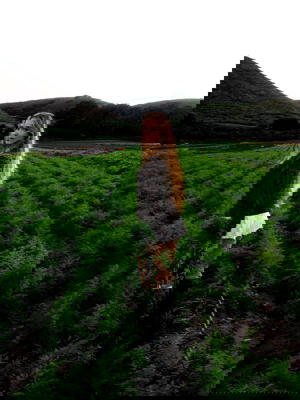 carolinezalog carolinezalog archive image