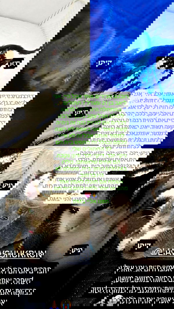 dustheadd dustheadd archive image