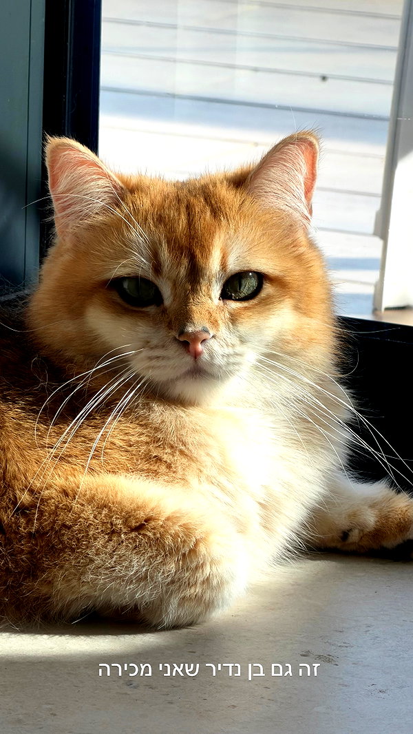 itsilanosh instagram image archive image
