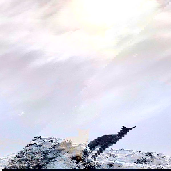 naia_gg naia_gg archive image