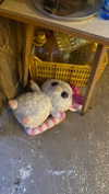 babynympho_archive Altpins Profile Picture