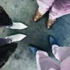 cannonstheband Altpins Profile Picture