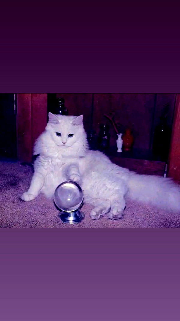 Archived image from @bentevviolet on Instagram