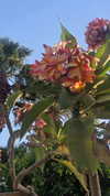 avital_1010.2003 Altpins Profile Picture