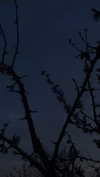 meiiisame Altpins Profile Picture