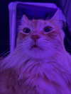 littlemiauwu Altpins Profile Picture