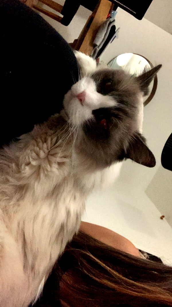 simp_for_cats_ simp_for_cats_ archive image