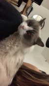 simp_for_cats_ Altpins Profile Picture