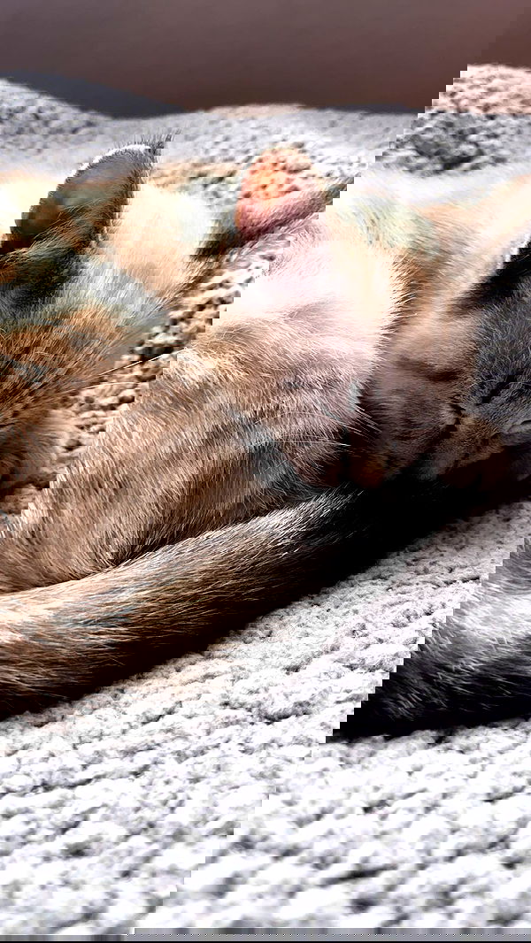 suikomuu suikomuu archive image