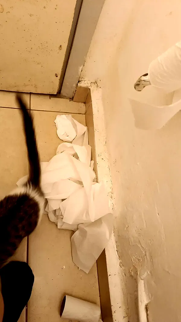 moonyyyya moonyyyya archive image