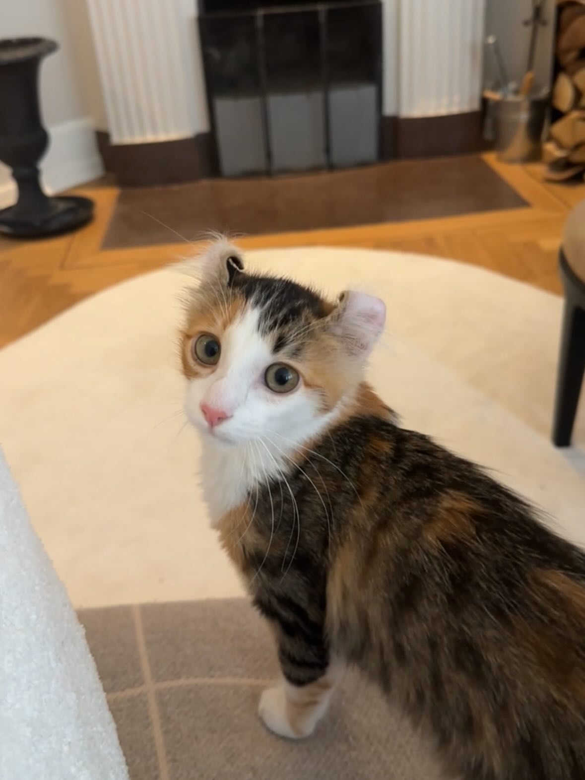 silkton instagram image archive image