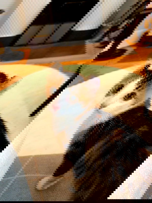 silkton image ~ Altpins