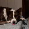 _broock_ Altpins Profile Picture
