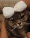 ofri.elul Altpins Profile Picture