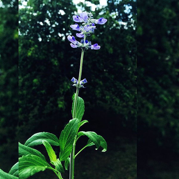 hallucineon instagram image archive image