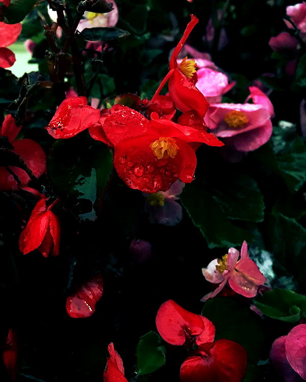 hallucineon instagram image archive image