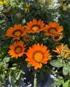 roni_ackerman Altpins Profile Picture