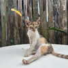 girlcalledluca Altpins Profile Picture