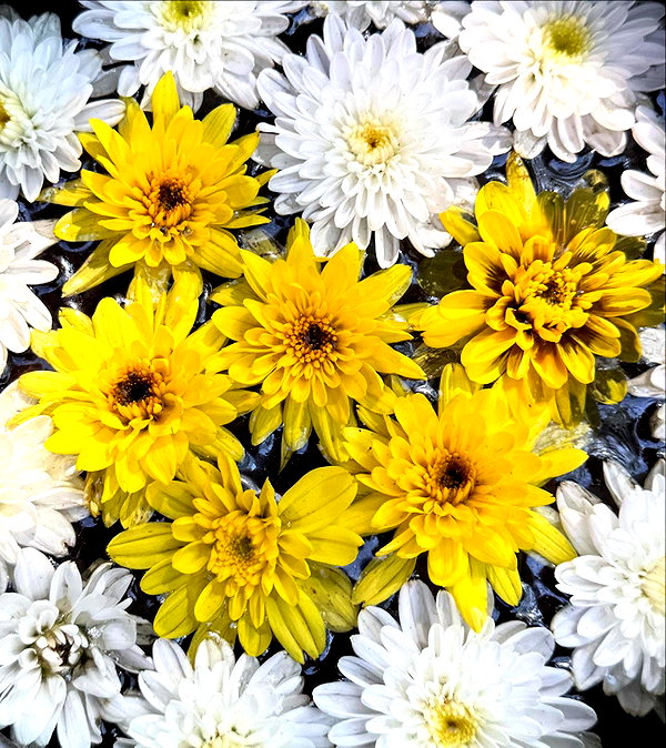 tamagotkri instagram image archive image