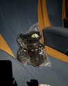 badthingalwaysg Altpins Profile Picture