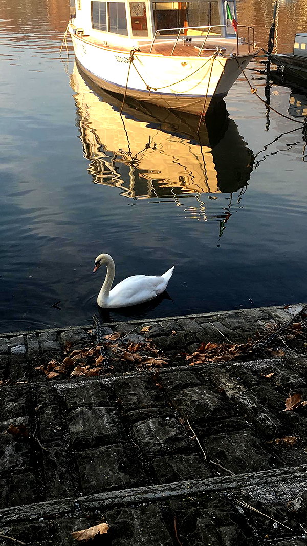 rott3nbambi instagram image archive image
