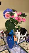 ptpchik Altpins Profile Picture