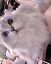svgarbvnnies Altpins Profile Picture
