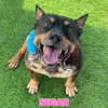 vanderpumpdogs Altpins Profile Picture