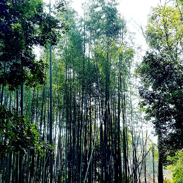 muze instagram image archive image