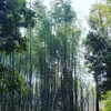 muze Altpins Profile Picture