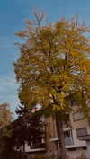 ancideja Altpins Profile Picture