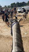 _stella_shani_ Altpins Profile Picture