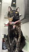 dante_yangpa Altpins Profile Picture