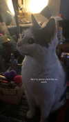 livindeadyaz Altpins Profile Picture