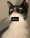 badthingalwaysg Altpins Profile Picture