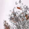 ofri.elul Altpins Profile Picture