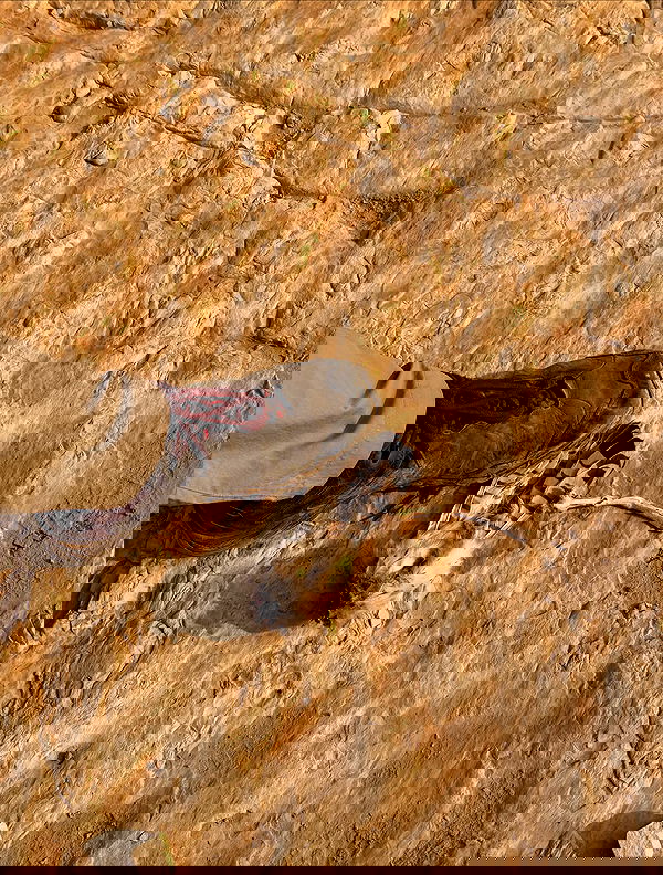 iambohema.v2 iambohema.v2 archive image