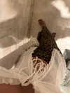 veroni22ka Altpins Profile Picture