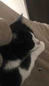rott3nbambi Altpins Profile Picture