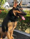 jadelaverne Altpins Profile Picture