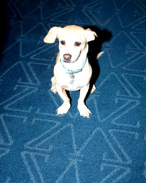 mileycyrus instagram image archive image