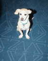 mileycyrus Altpins Profile Picture