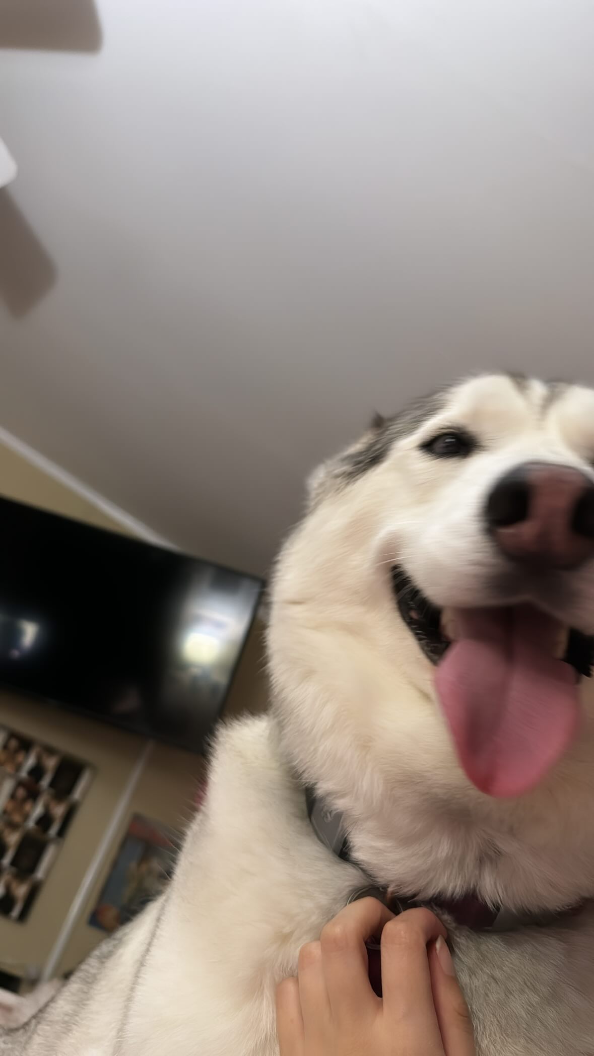 dracuina instagram image archive image