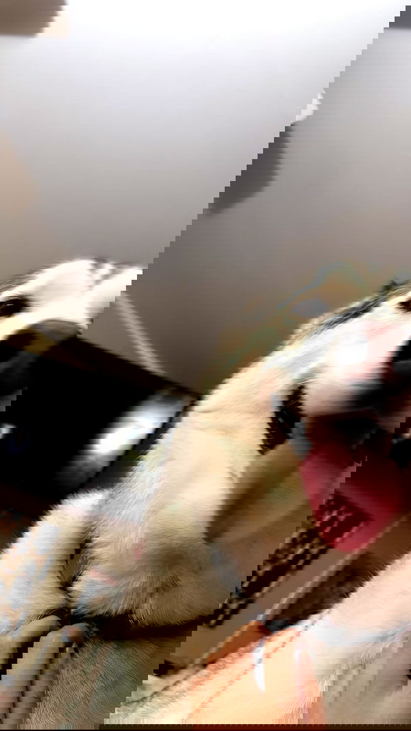 dracuina image ~ Altpins