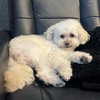 camimendes Altpins Profile Picture
