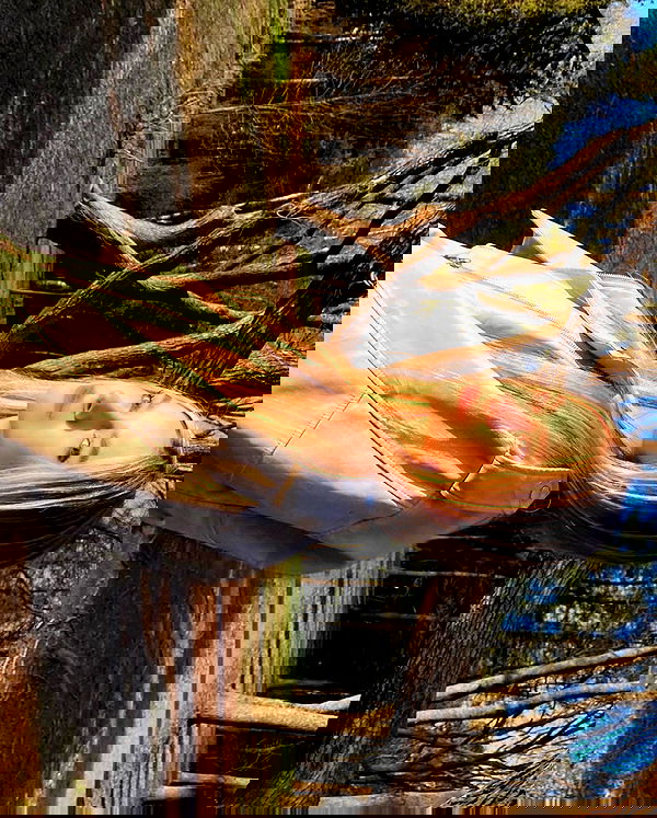 pinx_ir pinx_ir archive image