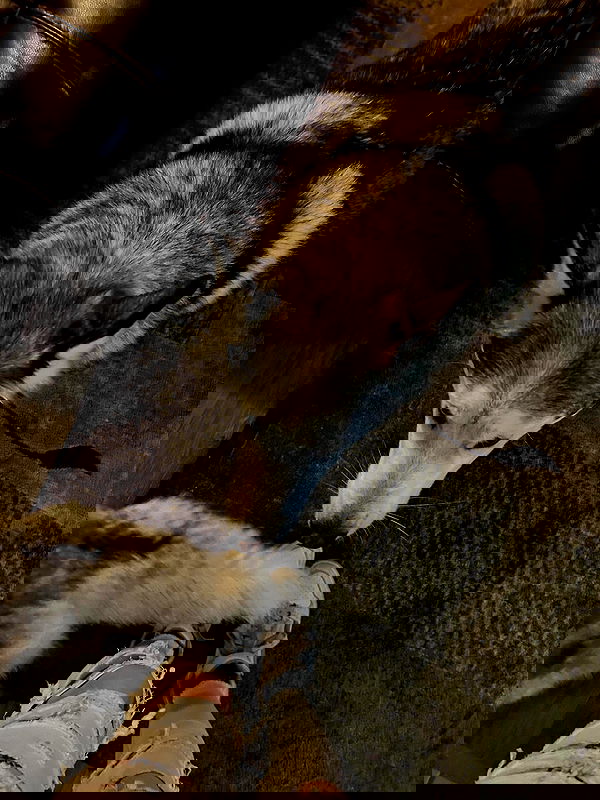 _animechika_ image ~ Altpins