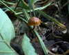 petite.carrot Altpins Profile Picture