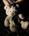 4ndrolomusia Altpins Profile Picture