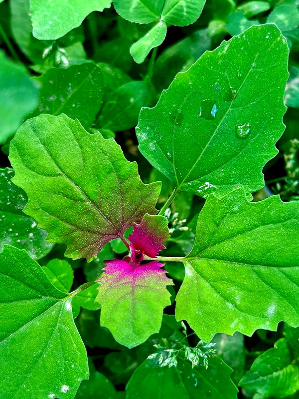 talya.fridland instagram image archive image